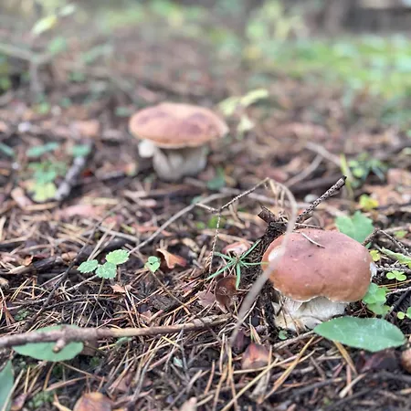 Vakantiehuis Pod Cigernikom *