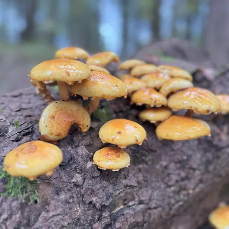 Prázdninový dům Pod Cigerníkom