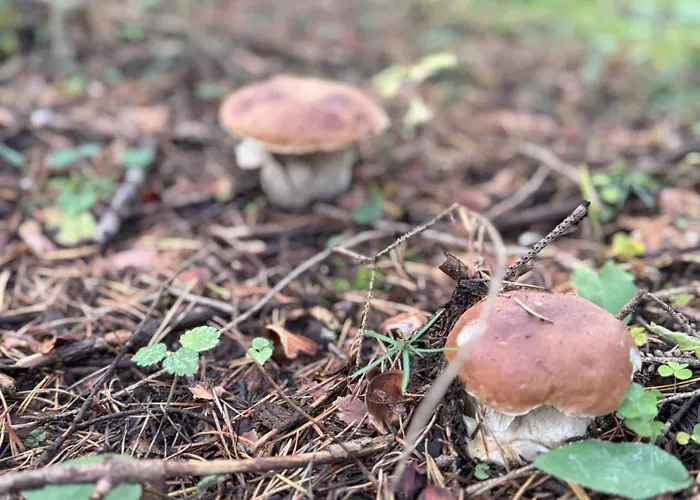 Nyaraló Pod Cigernikom *